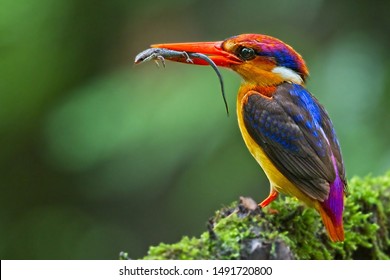 101 Kingfisher fledgling Images, Stock Photos & Vectors | Shutterstock