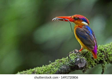 101 Kingfisher fledgling Images, Stock Photos & Vectors | Shutterstock