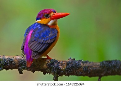 Orientalischer Zwergkönige oder Dreizackiger Kingfisher oder Schwarzer Reißfischer. Es ist einer der farbenprächtigsten Vögel in Indien