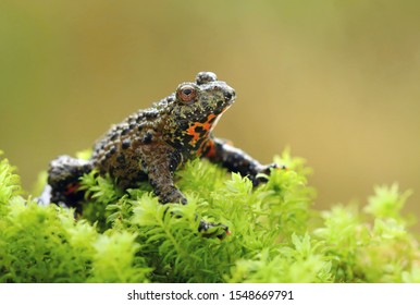 Oriental Fire Bellied Toad Bombina Orientalis