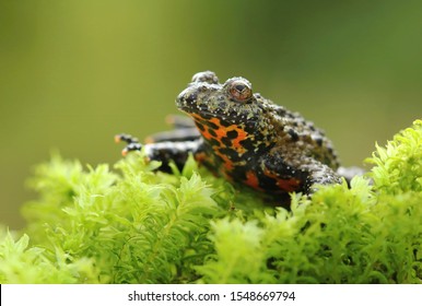 Oriental Fire Bellied Toad Bombina Orientalis