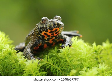 Oriental Fire Bellied Toad Bombina Orientalis