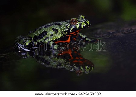 Oriental Fire Bellied Toad isolated on water