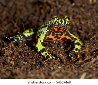 48 Male Fire Toad Images, Stock Photos & Vectors | Shutterstock