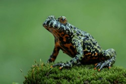 Oriental Fire-bellied Toad, Bright Green, Or Black And Orange Frog.