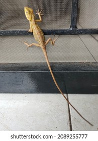 Oriental Garden Lizard, Agamidae Reptiles Family