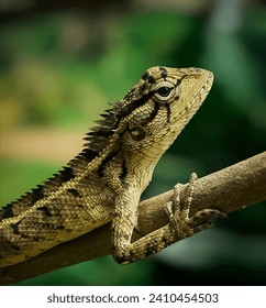 The oriental garden lizard, also called the eastern garden lizard, Indian garden lizard, portrait behind the tree,background,wallpaper,lizard close-up,oriental garden lizard head
