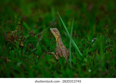 The oriental garden lizard, also called the eastern garden, Indian garden , common garden, bloodsucker or changeable lizard, is an agamid lizard found widely distributed in Indo-Malaya. 
It has also been introduced in many other parts of the world.
india 