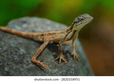 The oriental garden lizard, also called the eastern garden, Indian garden , common garden, bloodsucker or changeable lizard, is an agamid lizard found widely distributed in Indo-Malaya. 
It has also been introduced in many other parts of the world.
india 