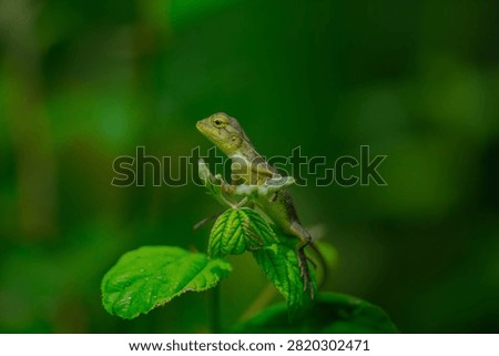 The oriental garden lizard, also called the eastern garden, Indian garden , common garden, bloodsucker or changeable lizard, is an agamid lizard found widely distributed in Indo-Malaya. 
It has also been introduced in many other parts of the world.
india 