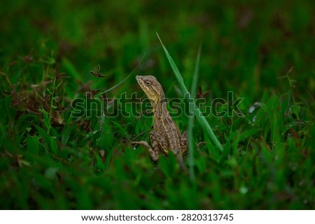 The oriental garden lizard, also called the eastern garden, Indian garden , common garden, bloodsucker or changeable lizard, is an agamid lizard found widely distributed in Indo-Malaya. 
It has also been introduced in many other parts of the world.
india 