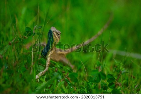 The oriental garden lizard, also called the eastern garden, Indian garden , common garden, bloodsucker or changeable lizard, is an agamid lizard found widely distributed in Indo-Malaya. 
It has also been introduced in many other parts of the world.
india 