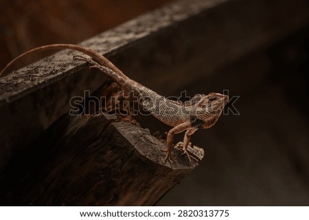 The oriental garden lizard, also called the eastern garden, Indian garden , common garden, bloodsucker or changeable lizard, is an agamid lizard found widely distributed in Indo-Malaya. 
It has also been introduced in many other parts of the world.
india 