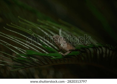 The oriental garden lizard, also called the eastern garden, Indian garden , common garden, bloodsucker or changeable lizard, is an agamid lizard found widely distributed in Indo-Malaya. 
It has also been introduced in many other parts of the world.
india 