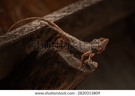 The oriental garden lizard, also called the eastern garden, Indian garden , common garden, bloodsucker or changeable lizard, is an agamid lizard found widely distributed in Indo-Malaya. 
It has also been introduced in many other parts of the world.
india 
