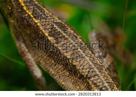 The oriental garden lizard, also called the eastern garden, Indian garden , common garden, bloodsucker or changeable lizard, is an agamid lizard found widely distributed in Indo-Malaya. 
It has also been introduced in many other parts of the world.
india 