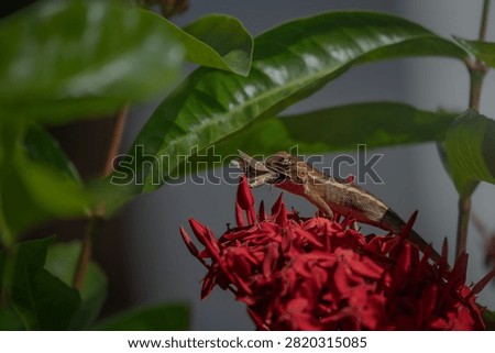 The oriental garden lizard, also called the eastern garden, Indian garden , common garden, bloodsucker or changeable lizard, is an agamid lizard found widely distributed in Indo-Malaya. 
It has also been introduced in many other parts of the world.
