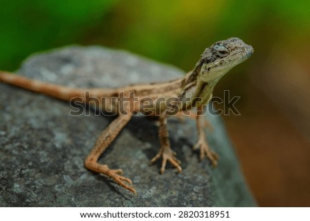The oriental garden lizard, also called the eastern garden, Indian garden , common garden, bloodsucker or changeable lizard, is an agamid lizard found widely distributed in Indo-Malaya. 
It has also been introduced in many other parts of the world.
india 