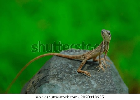 The oriental garden lizard, also called the eastern garden, Indian garden , common garden, bloodsucker or changeable lizard, is an agamid lizard found widely distributed in Indo-Malaya. 
It has also been introduced in many other parts of the world.
india 