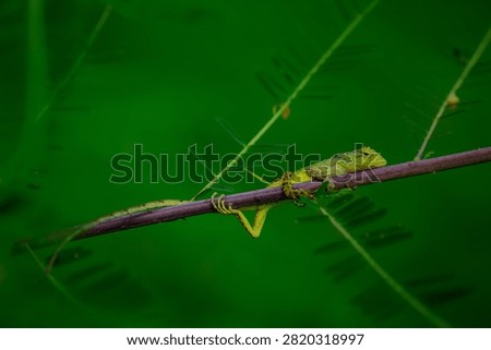 The oriental garden lizard, also called the eastern garden, Indian garden , common garden, bloodsucker or changeable lizard, is an agamid lizard found widely distributed in Indo-Malaya. 
It has also been introduced in many other parts of the world.
india 