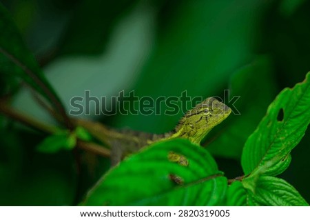 The oriental garden lizard, also called the eastern garden, Indian garden , common garden, bloodsucker or changeable lizard, is an agamid lizard found widely distributed in Indo-Malaya. 
It has also been introduced in many other parts of the world.
india 