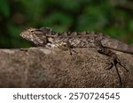 Oriental garden lizard (Calotes versicolor) or the Eastern garden lizard, Indian garden lizard, Common garden lizard, Bloodsucker, 