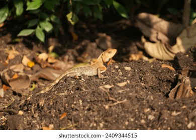 The Oriental Garden Lizard (Calotes versicolor), also known as the Changeable Lizard or Indian Garden Lizard, is a species of agamid lizard found in many parts of Asia, particularly in South.|变色树蜥