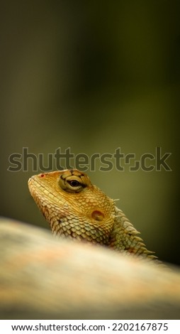 Similar – Image, Stock Photo earth lion Detail