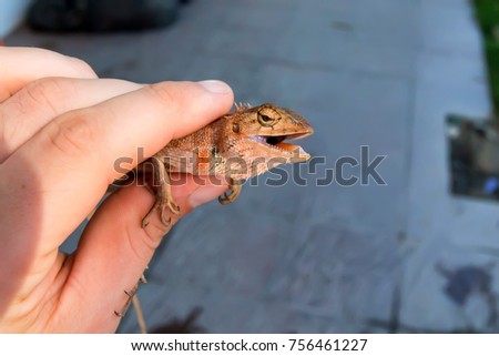 Oriental garden lizard or Calotes versicolor