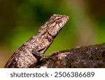 The oriental garden lizard, common garden lizard, bloodsucker, or changeable lizard is a garden lizard found widely distributed in Sri Lanka.