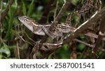 The oriental garden lizard, common garden lizard, bloodsucker, or changeable lizard is a garden lizard found widely distributed in Sri Lanka.