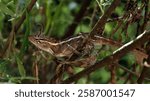 The oriental garden lizard, common garden lizard, bloodsucker, or changeable lizard is a garden lizard found widely distributed in Sri Lanka.