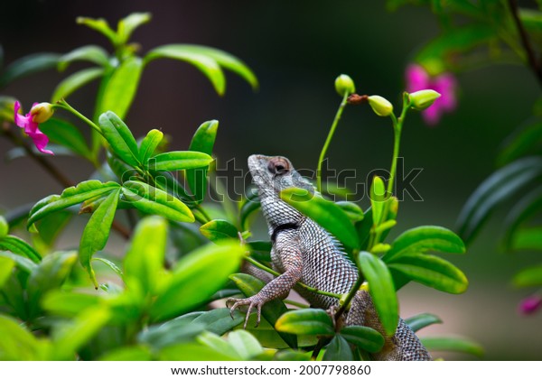 The oriental garden lizard, eastern\
garden lizard, bloodsucker or changeable lizard (Calotes\
versicolor) is an agamid lizard found widely distributed\
