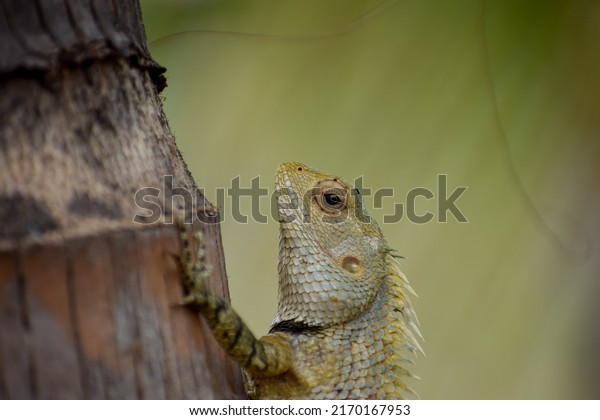 The oriental garden lizard, eastern garden lizard,\
bloodsucker or changeable lizard (Calotes versicolor) is an agamid\
lizard .
