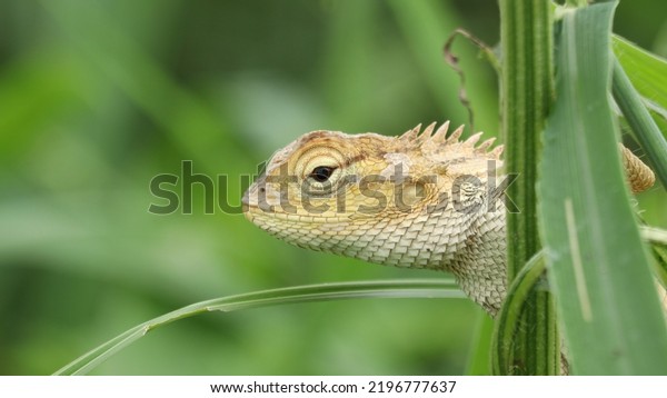 The oriental garden lizard, eastern garden\
lizard, bloodsucker or changeable lizard. It has also been\
introduced in many other parts of the\
world.