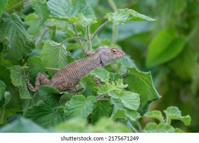 Oriental garden lizard,  Indian garden lizard, common garden lizard, bloodsucker, or changeable lizard (Calotes versicolor)  observed in the wetlands near Virar in Maharashtra