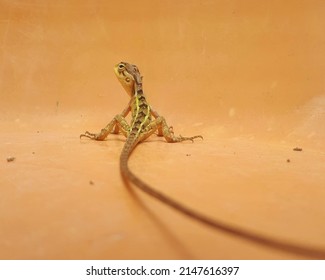 Oriental Garden Lizard Stuck Inside A Cup