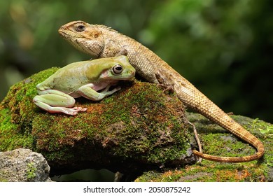 An oriental garden lizard is sunbathing with a dumpy frog on a moss-covered rock. This reptile has the scientific name Calotes versicolor. 