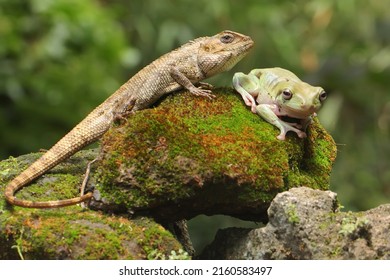 An oriental garden lizard is sunbathing with a dumpy frog on a moss-covered rock. This reptile has the scientific name Calotes versicolor.  - Shutterstock ID 2160583497