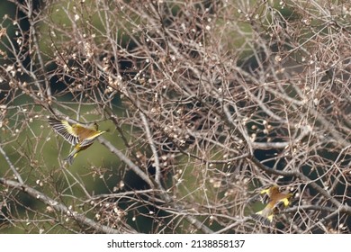 Oriental Green Finch In The Forest