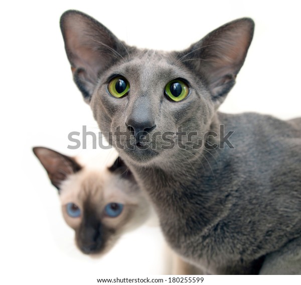 Oriental Grey Shorthair Siamese Cat Isolated Stock Image