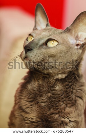 Similar – Image, Stock Photo big eyes Animal Pet Cat 1