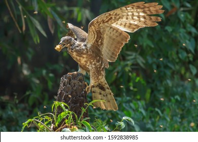 Oriental Honey Buzzard Images Stock Photos Vectors Shutterstock