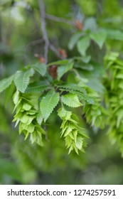 Oriental Hornbeam - Latin Name - Carpinus Orientalis