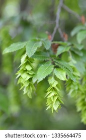 Oriental Hornbeam - Latin Name - Carpinus Orientalis