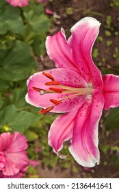 Oriental Hybrid Lily (Lilium hybridum) in garden