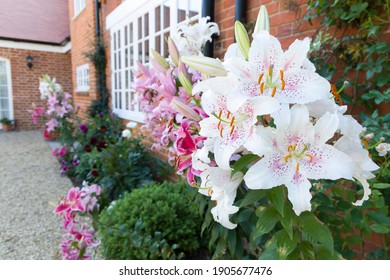 Oriental lilies, Muscadet lily in a flower border, English garden, UK - Powered by Shutterstock