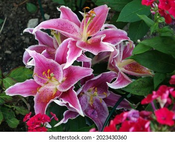 Oriental Lily Flowers, Varieties - After Eight