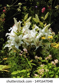 Oriental lily pure-white flowers (Oriental Lilium 'Casa Blanca' variety) growing in the garden 