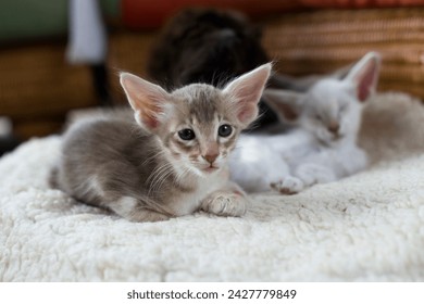 Oriental Longhair Kitten on a cozy Place